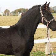 Frieser Cheval