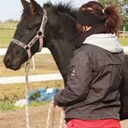 Frieser Cheval