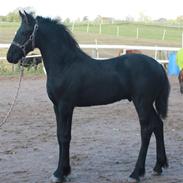 Frieser Cheval