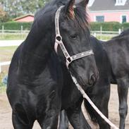 Frieser Cheval