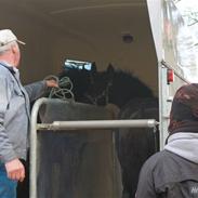 Frieser Cheval
