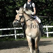 Fjordhest Tulstruplunds Andrea.