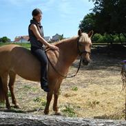 Anden særlig race Isabella