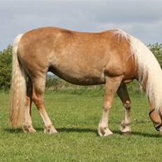 Tyroler Haflinger Aurikel II  *SOLGT*