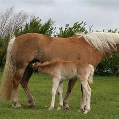 Tyroler Haflinger Aurikel II  *SOLGT*