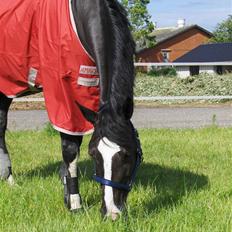 Dansk Varmblod Antino