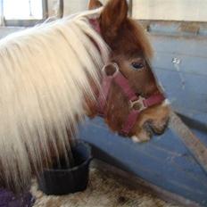 Anden særlig race Trunte