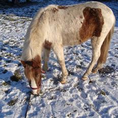 Anden særlig race Trunte