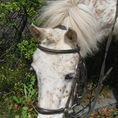 Anden særlig race Snøvsen (rideskolepony)