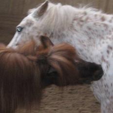 Anden særlig race Snøvsen (rideskolepony)