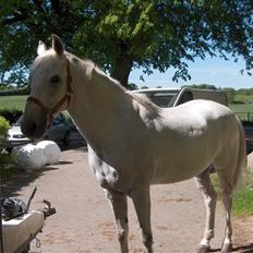 New Forest Roland 