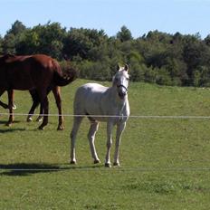 New Forest Roland 