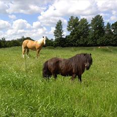 Anden særlig race Bobo