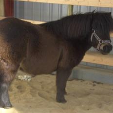 Anden særlig race Bobo