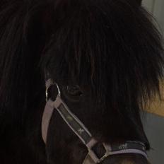 Anden særlig race Bobo