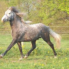 Lusitano Alcaçovas *barbie*