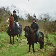 Shetlænder Kongsvads Sorte