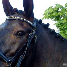 Anden særlig race Prins<3 R.I.P<3