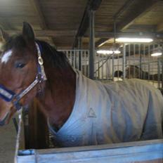 Anden særlig race Mr. Matrix