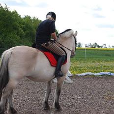 Fjordhest Houbæk's Hitra