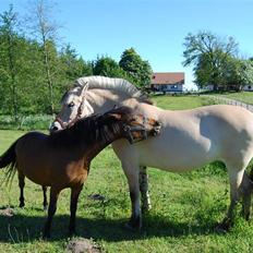 Fjordhest Houbæk's Hitra