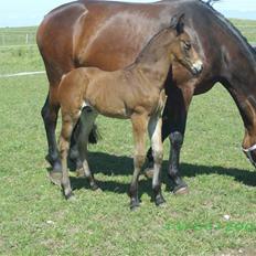 Oldenborg Hasselhøjs louie