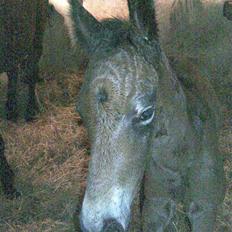 Oldenborg Hasselhøjs louie