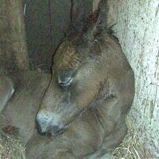 Oldenborg Hasselhøjs louie