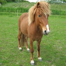 Islænder Gletta Fra Bærsholm