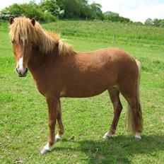 Islænder Gletta Fra Bærsholm