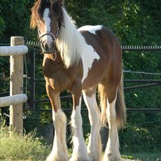 Irish Cob "Caramellas" Fairytale