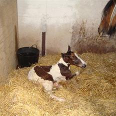 Irish Cob "Caramellas" Fairytale