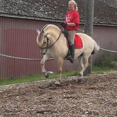 Fjordhest Heila Halsnæs SOLGT