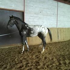 Knabstrupper Sirdro Song (Hingst)