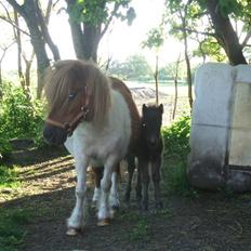 Shetlænder Lille Ups 