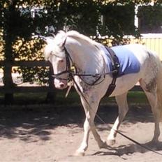 Appaloosa Karpaccio. 