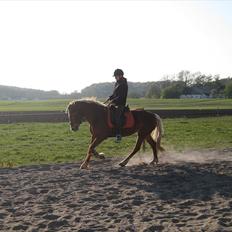 Haflinger Katarina *bronze vinder ved haflinger DM 2016*