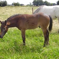 Connemara Elmelys Jerico