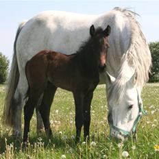 Connemara Elmelys Jerico