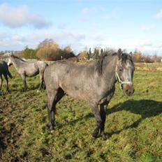 Connemara Elmelys Jerico