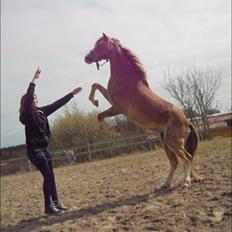 Welsh Pony (sec B) Sandets Silver