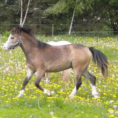 Welsh Mountain (sec A) Skuderups Starlight