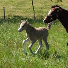 Welsh Mountain (sec A) Skuderups Starlight