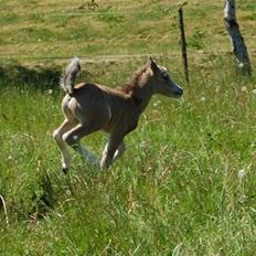 Welsh Mountain (sec A) Skuderups Starlight