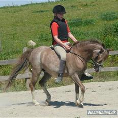Welsh Pony (sec B) Sandets Silver