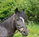 Anden særlig race Dixie Starlight - Solgt
