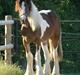 Irish Cob "Caramellas" Fairytale