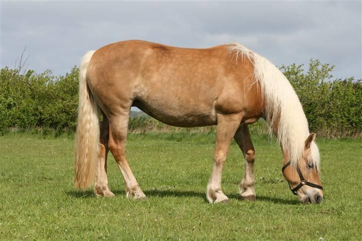 Tyroler Haflinger Aurikel II  *SOLGT* billede 1