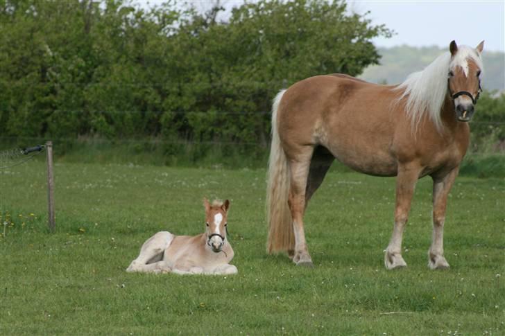 Tyroler Haflinger Aurikel II  *SOLGT* - På folden sammen med sine fine lille søn :) billede 2