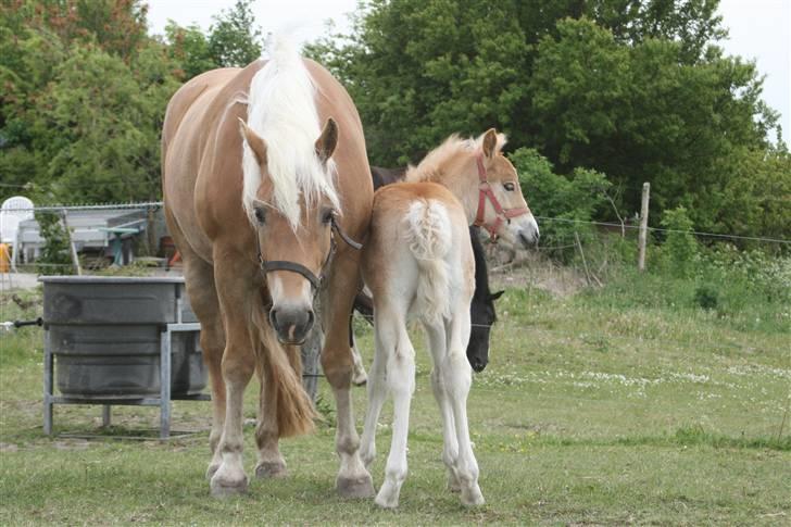Tyroler Haflinger Aurikel II  *SOLGT* billede 4